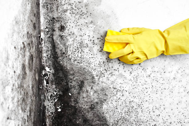 Crawl Space Mold Removal in Sunnyvale, TX