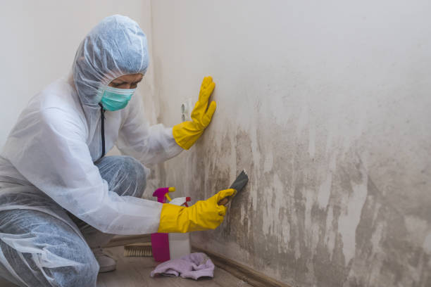 Best Mold Removal Process  in Sunnyvale, TX